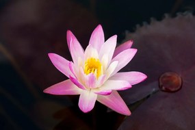 Carta da parati – Fior di loto rosa