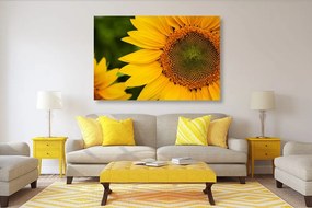 Stampa su tela – Girasole giallo