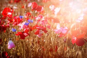 Carta da parati – Papavero baciato dal sole
