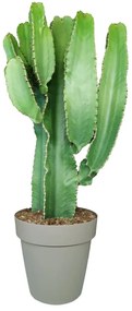 Pianta da interno EUPHORBIA INGENS - VASO DIAM.CM. 25
