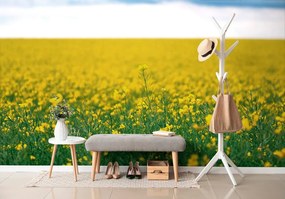 Carta da parati – Campo fiorito giallo