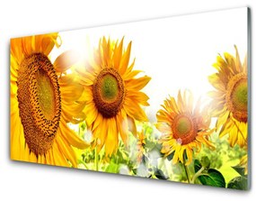 Quadro in vetro acrilico Pianta di fiori di girasole 100x50 cm