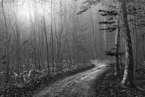 Carta da parati – Sentiero nel bosco in bianco e nero