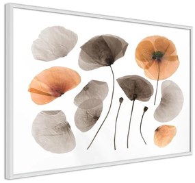 Poster Dried Poppies