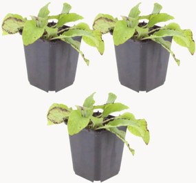 Set di 3 piante vere Comfrey Symphytum grandiflorum Wisley Blue
