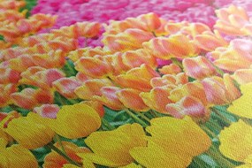 Stampa su tela – Tulipani variopinti