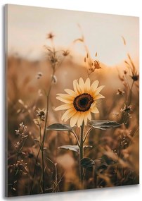 Quadro su tela – Girasoli al tramonto