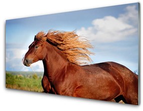 Quadro in vetro Animali da cavallo 100x50 cm