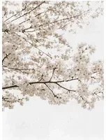 Coordonne Carta da parati panoramica Blossom Almond Tree - Grey