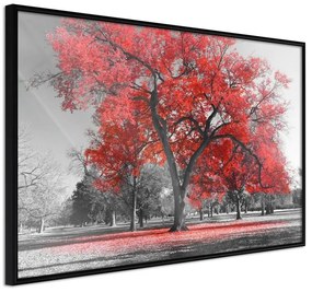 Poster  Red Tree  Cornice Quadri Cornice nera, Larghezza x Altezza Home decor 45x30