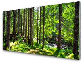 Quadro su vetro acrilico Foresta, alberi, piante, natura 100x50 cm