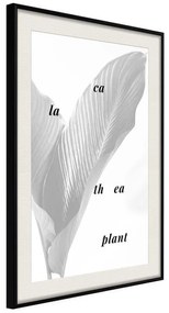 Poster  Calathea Leaves  Cornice Quadri Cornice nera con pass-partout, Larghezza x Altezza Home decor 40x60