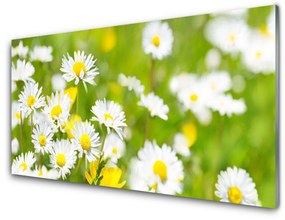 Pannello retrocucina Pianta di fiori di margherita 100x50 cm