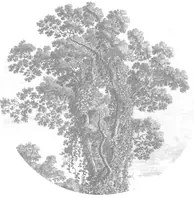 KEK Amsterdam Carta da parati panoramica Engraved Tree Circle - BW - Durchmesser 1,425m
