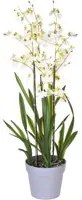 Orchidea Artificiali Oncidium a 3 Diramazioni con Vaso Altezza 45 cm Bianco