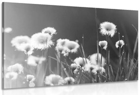 Quadro su tela – Erba di cotone in bianco e nero