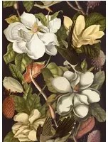 Mindthegap Carta da parati Magnolia - WP20171