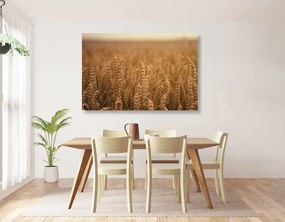 Stampa su tela – Campo di grano