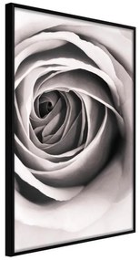 Poster  Structure of Petals  Cornice Quadri Cornice nera, Larghezza x Altezza Home decor 30x45