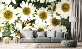 Carta da parati – Fiori curativi di camomilla