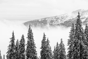 Carta da parati autoadesiva – Alberi di pino innevati in bianco e nero