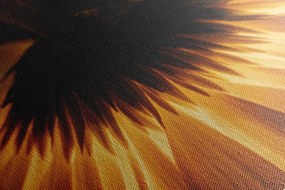 Stampa su tela – Gerbera su sfondo scuro