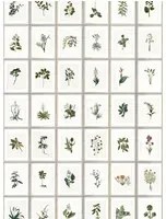 Florale Tapete Botany von MINDTHEGAP - WP20153