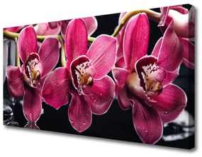 Foto quadro su tela Fiori, orchidea, natura 100x50 cm