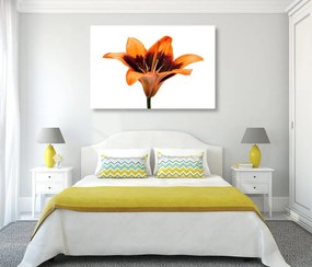 Quadro su tela – Giglio arancione