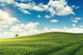 Carta da parati – Splendido giorno nel prato