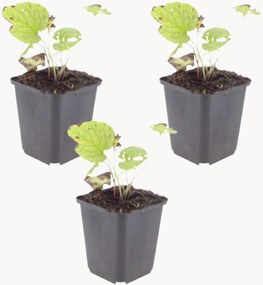 Set di 3 piante vere Brunnera macrophylla Jack Frost