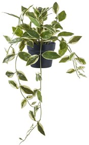 Pianta artificiale (altezza 33 cm) Hoya Carnosa - House Nordic