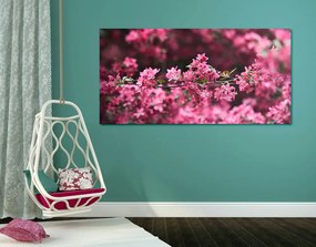 Stampa su tela – Dettaglio di fiori di ciliegio
