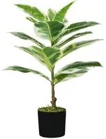 P2150543 - Pianta Ficus Elastica 15 foglie