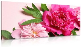 Quadro su tela – Peonie in rosa
