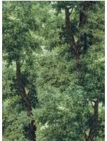 Mindthegap Carta da parati Branchy - Green/ Taupe