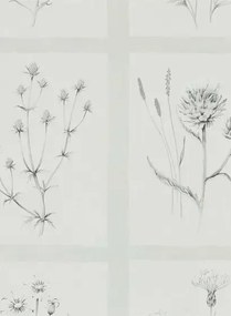 Botanische Tapete Little Thistles von Sanderson - Pewter