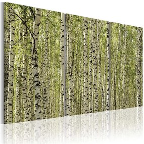 Quadro Bosco di betulle  Colore Verde, Dimensioni e Misure 60x40