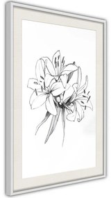 Poster  Sketch of Lillies  Cornice Quadri Cornice d'oro con passe-partout, Larghezza x Altezza Home decor 40x60