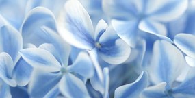 Stampa su tela – Fiori di ortensia blu-bianco