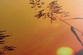 Stampa su tela – Steli d'erba al tramonto