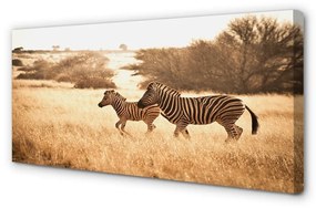 Quadro su tela Zebra Field Sunset 100x50 cm