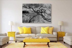 Stampa su tela – Alberi surrealisti in bianco e nero