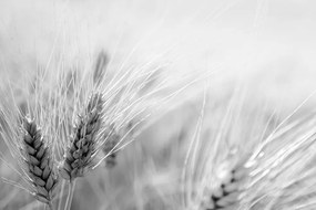 Carta da parati – Campo di grano in bianco e nero