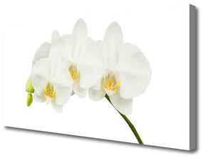 Stampa quadro su tela Gambi di orchidea Fiori Natura 100x50 cm