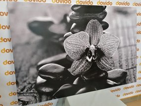 Stampa su tela – Orchidea e pietre Zen in bianco e nero