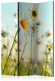 Paravento  Daisies  spring meadow [Room Dividers]  Colore Giallo, Dimensioni e Misure 135x172