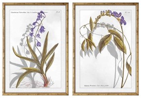 Quadro DKD Home Decor Piante botaniche (50 x 2 x 70 cm) (2 pezzi)