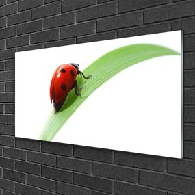 Quadro vetro Coccinella Foglia Natura 100x50 cm