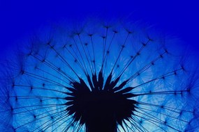 Carta da parati – Soffione blu